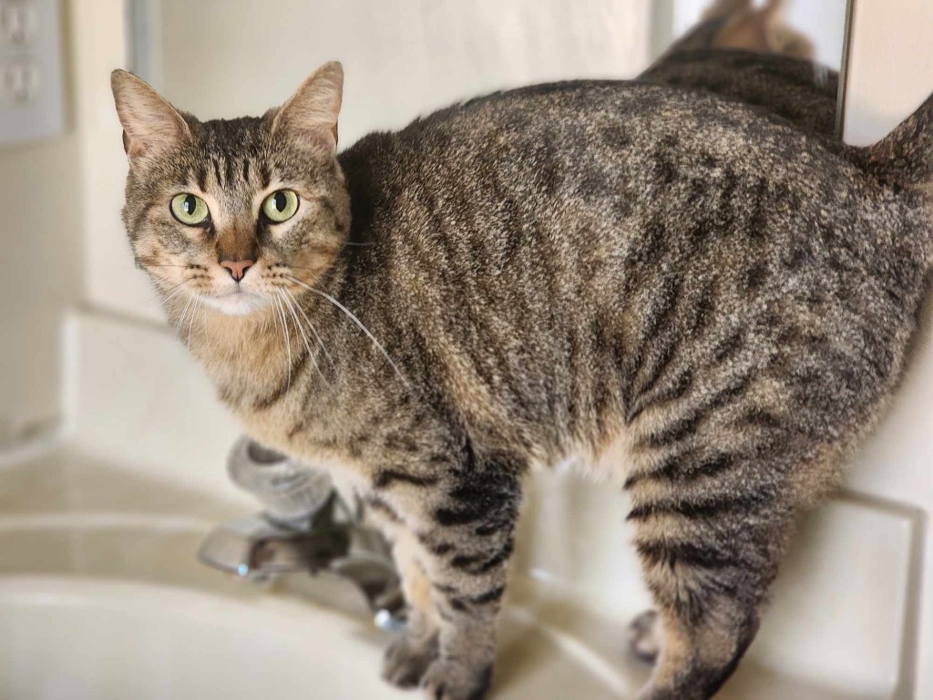 Lizzie, an adoptable Domestic Short Hair in Ballwin, MO, 63011 | Photo Image 1