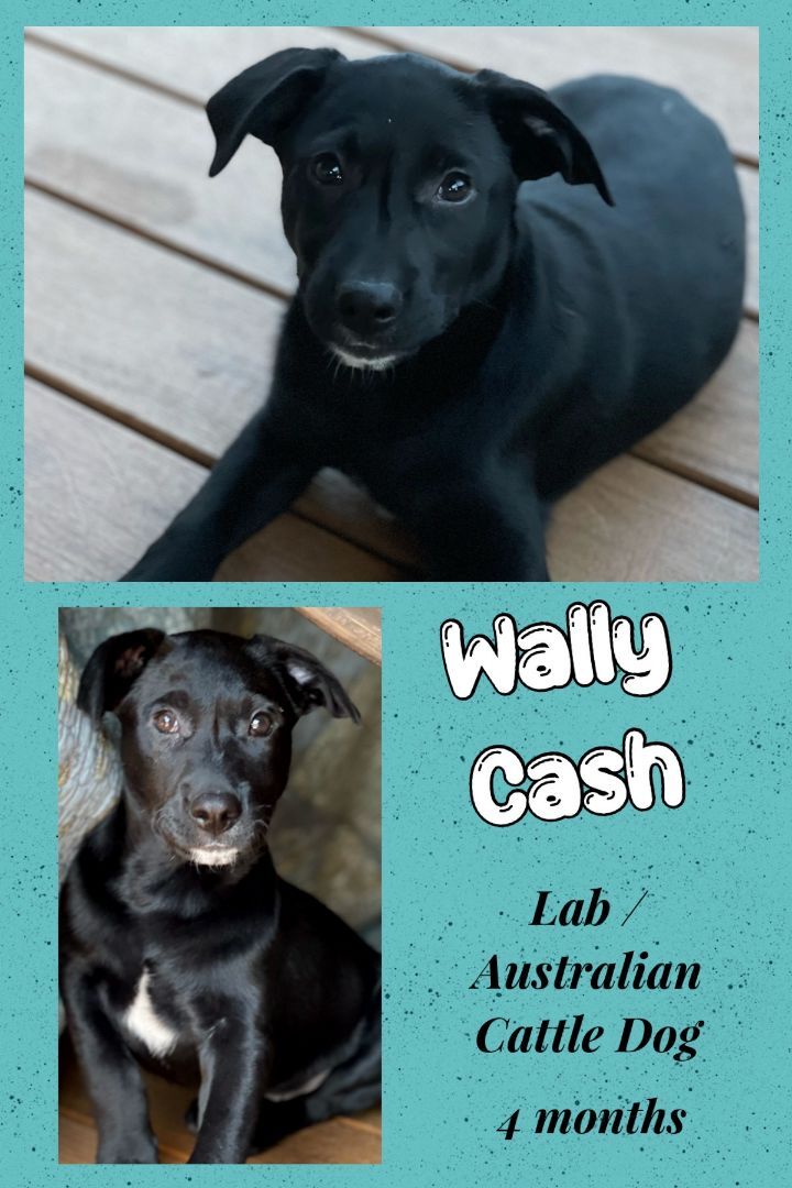 Wally Cash