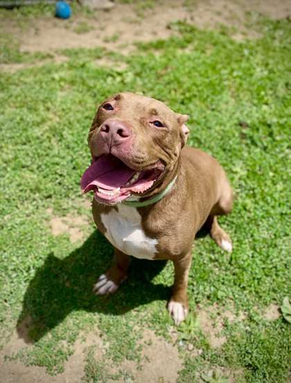 Chris, an adoptable Pit Bull Terrier in Rome, NY, 13440 | Photo Image 1