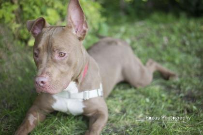 Chris, an adoptable Pit Bull Terrier in Rome, NY, 13440 | Photo Image 3