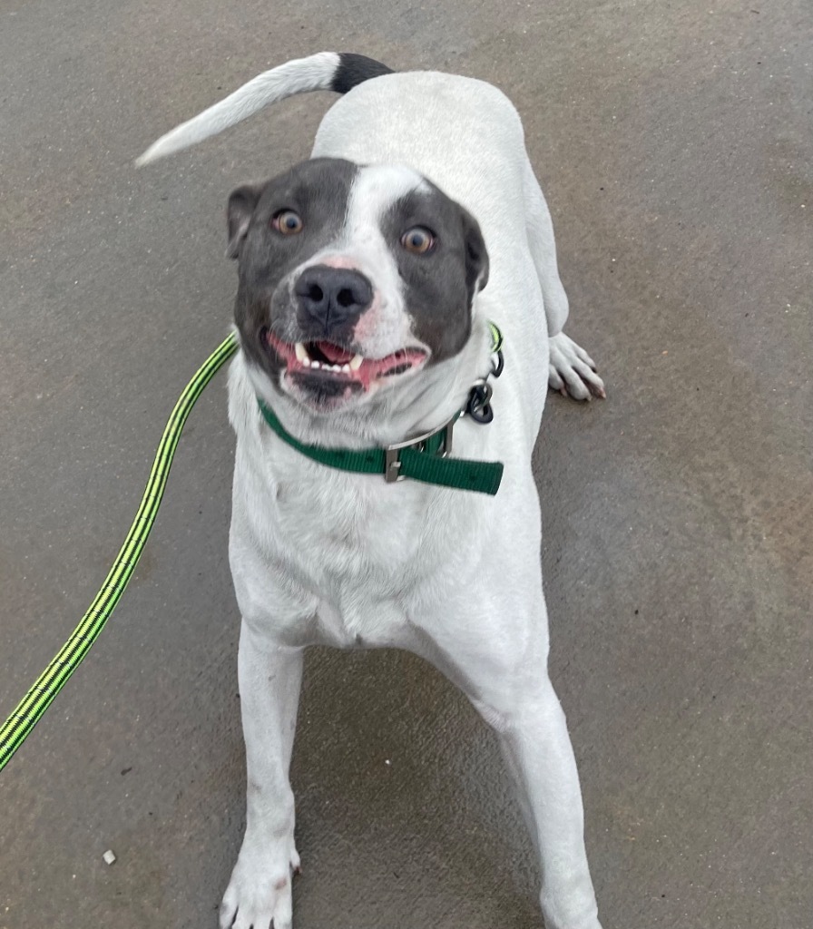 Baxter, an adoptable Bull Terrier in Greenwood, MS, 38930 | Photo Image 1