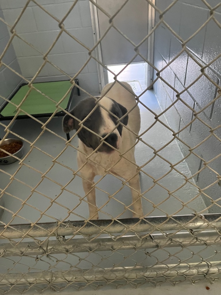 Baxter, an adoptable Bull Terrier in Greenwood, MS, 38930 | Photo Image 2