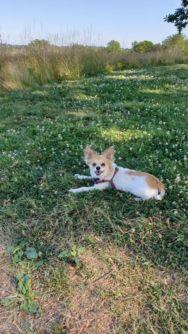 Khloe , an adopted Chihuahua Mix in Natick, MA_image-2