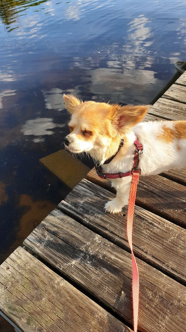 Khloe , an adopted Chihuahua Mix in Natick, MA_image-3
