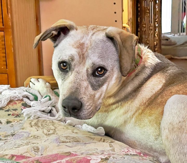 Rosie, an adoptable Australian Cattle Dog / Blue Heeler & American Staffordshire Terrier Mix in Nashville, TN_image-3