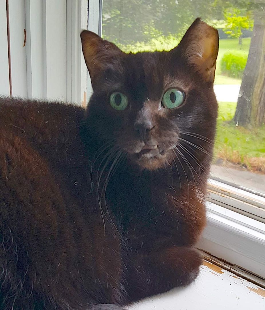 Molly, an adoptable Domestic Short Hair in Newfane, NY, 14108 | Photo Image 1