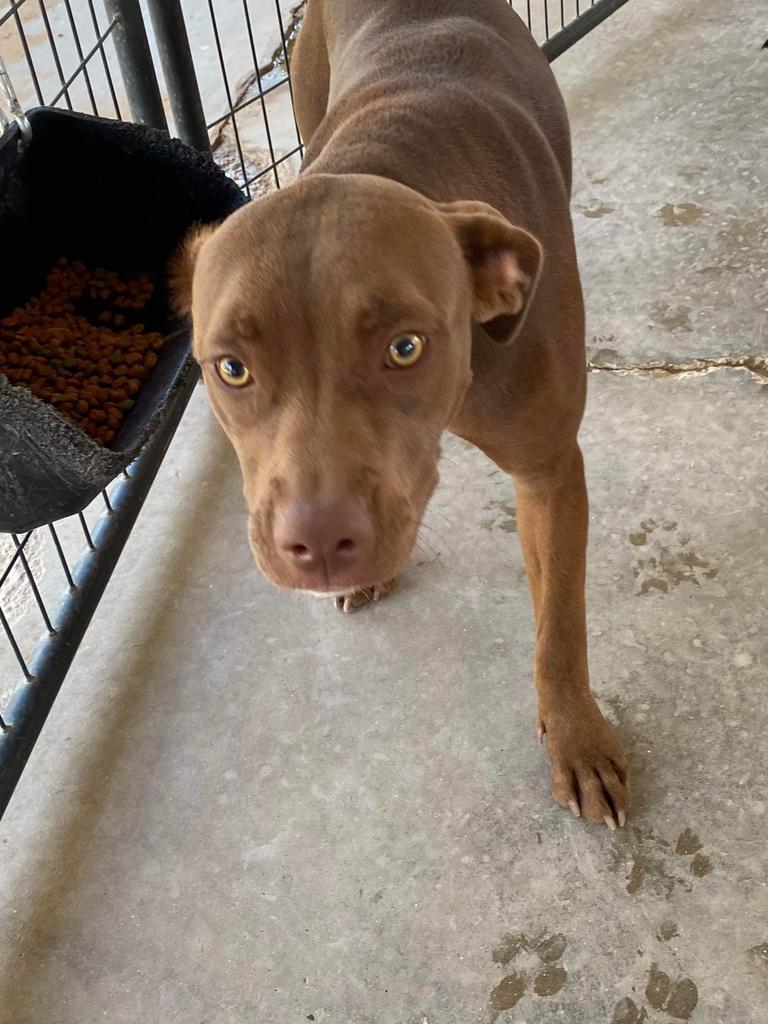 Hera, an adoptable Catahoula Leopard Dog, Pit Bull Terrier in Big Spring, TX, 79720 | Photo Image 1