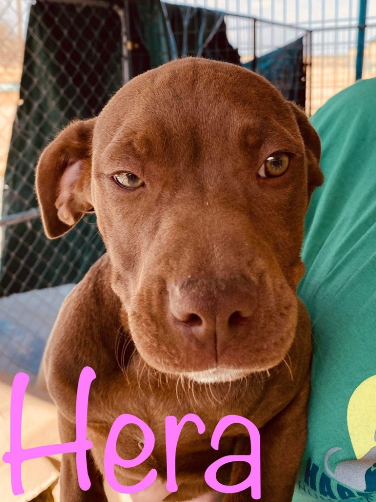 Hera, an adoptable Catahoula Leopard Dog, Pit Bull Terrier in Big Spring, TX, 79720 | Photo Image 2
