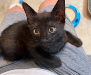 Baby Solid Black AngelAngel is a super-sweet kitten who truly adores people He is completely trusti