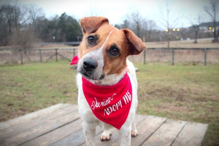 blue heeler corgi beagle mix