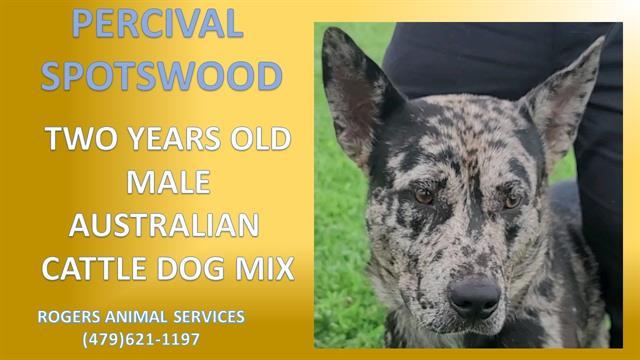 PERCIVAL SPOTSWOOD