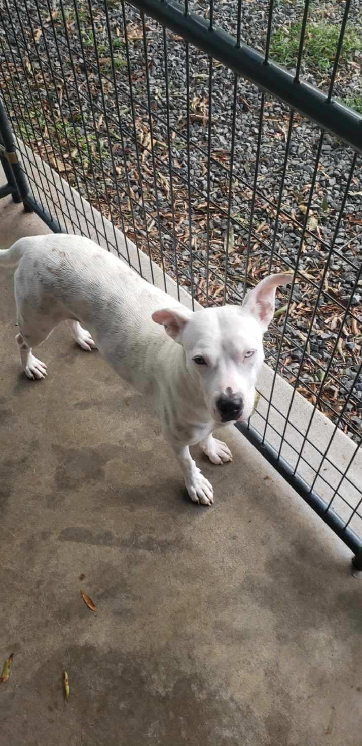 Aqua, an adoptable Pit Bull Terrier in Albemarle, NC, 28001 | Photo Image 1