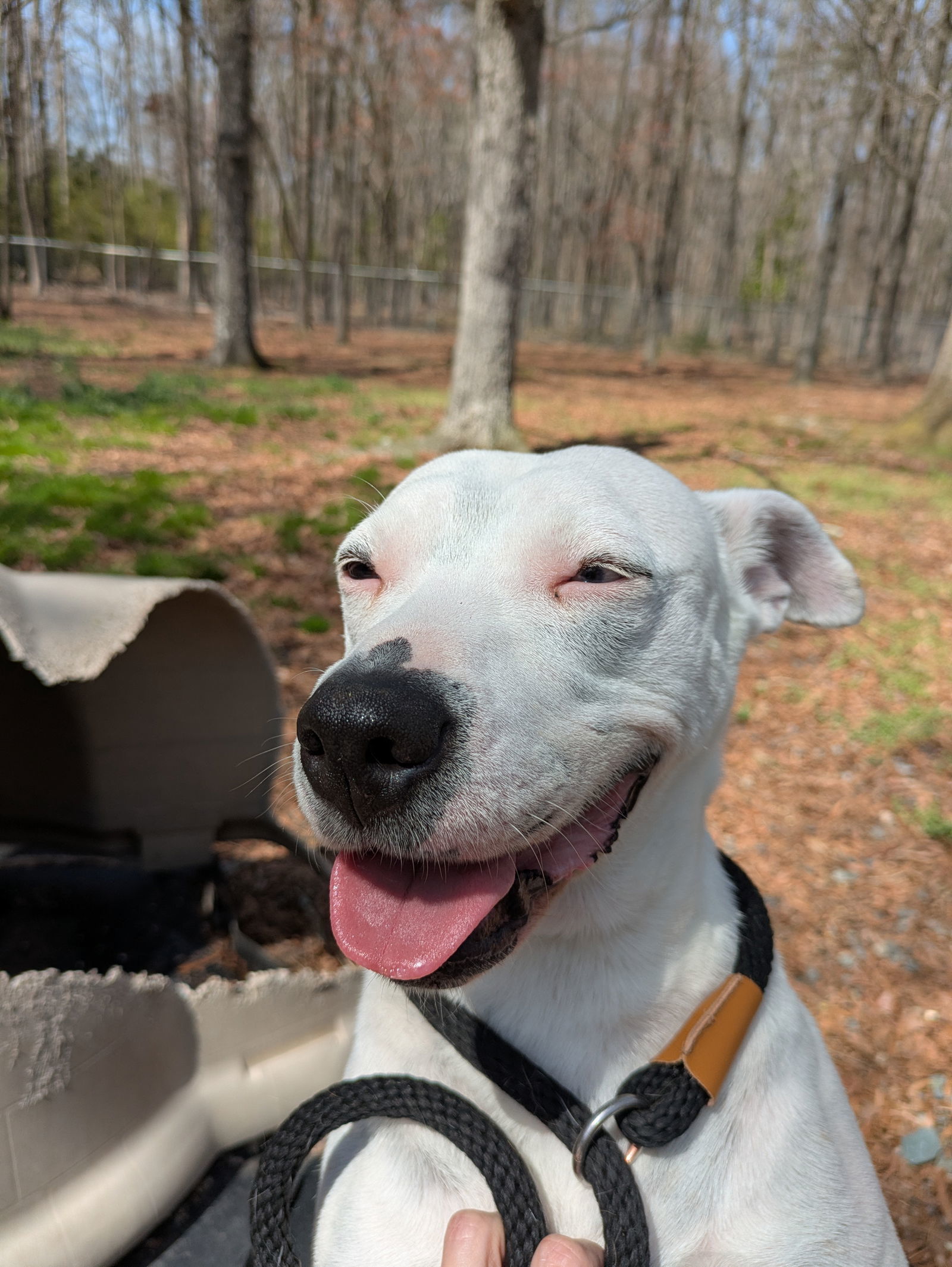 Aqua, an adoptable Pit Bull Terrier in Albemarle, NC, 28001 | Photo Image 1