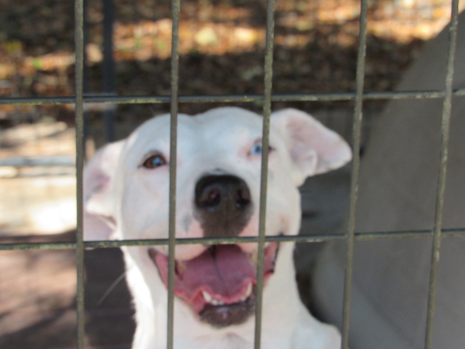 Aqua, an adoptable Pit Bull Terrier in Albemarle, NC, 28001 | Photo Image 2