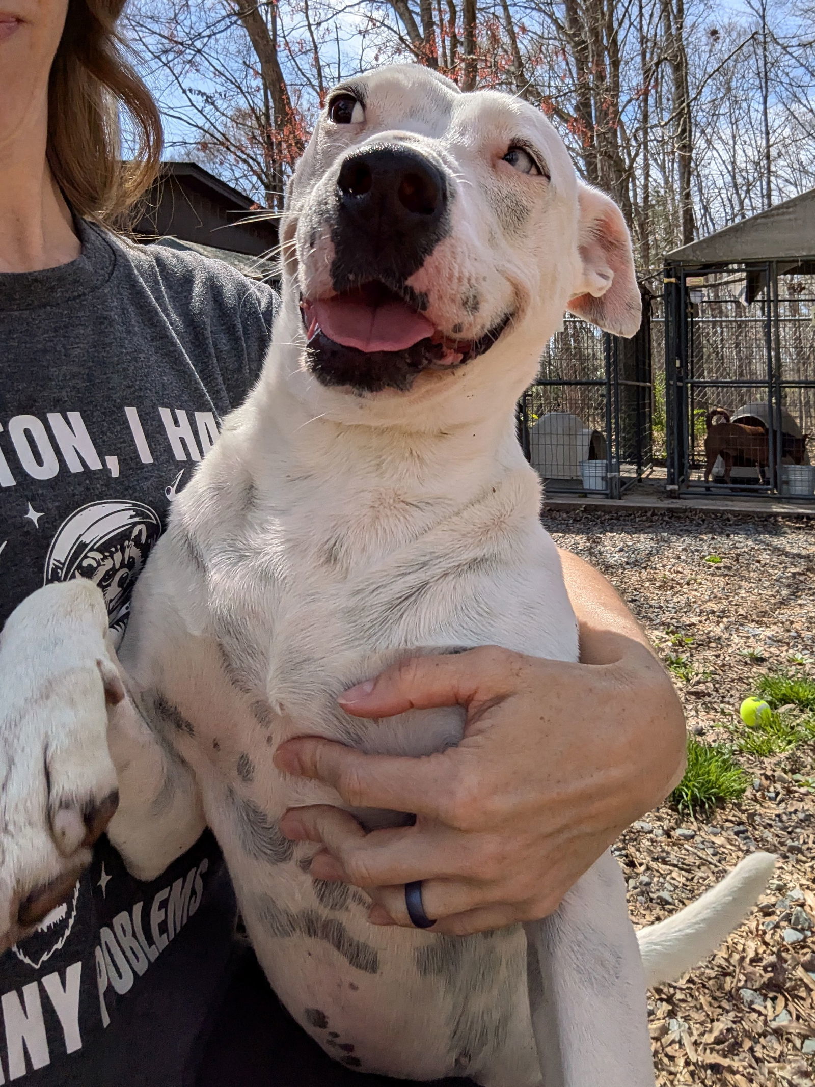 Aqua, an adoptable Pit Bull Terrier in Albemarle, NC, 28001 | Photo Image 2