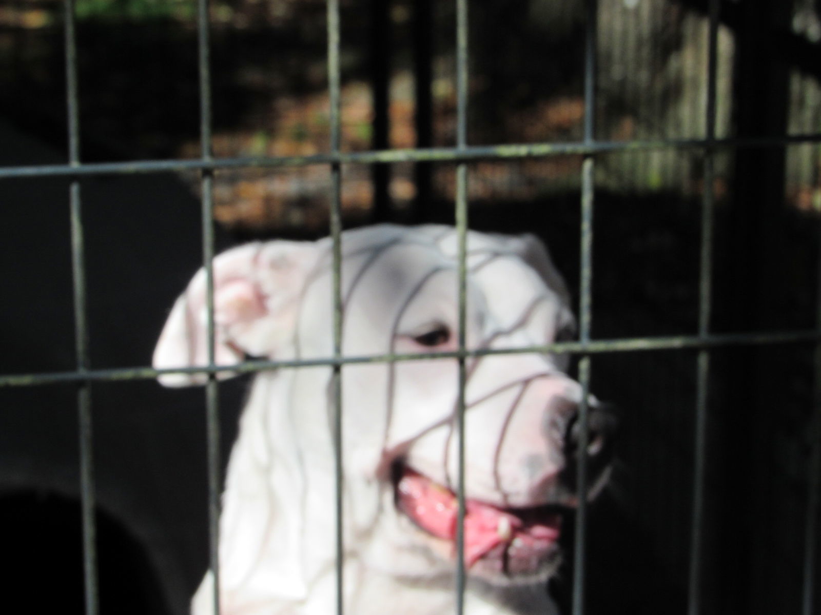 Aqua, an adoptable Pit Bull Terrier in Albemarle, NC, 28001 | Photo Image 3