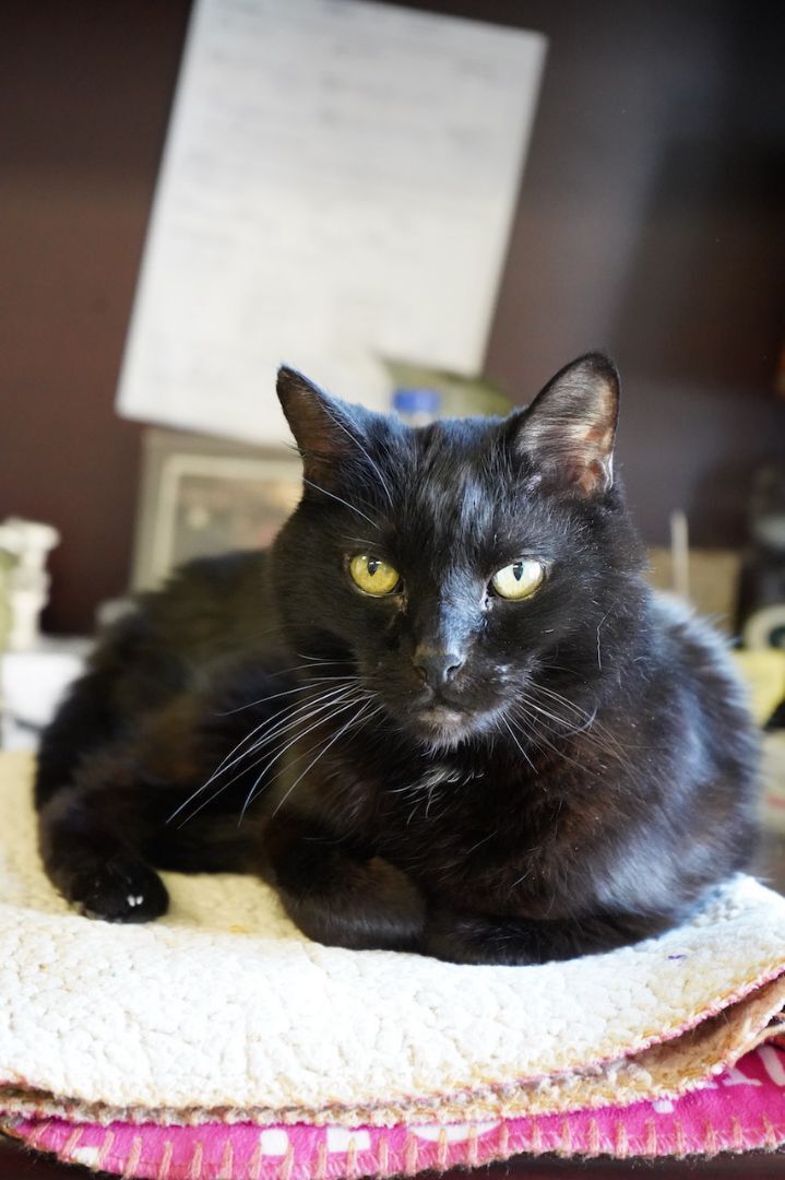Angel, an adopted Domestic Short Hair in Naperville, IL_image-1