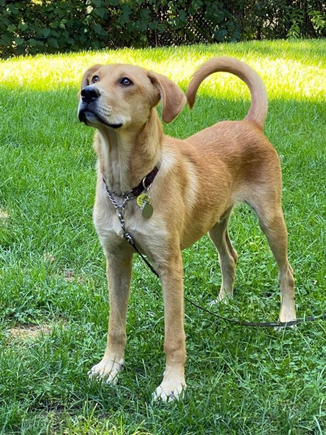 Dog for adoption - Doobie, a Labrador Retriever Mix in Toronto, ON ...