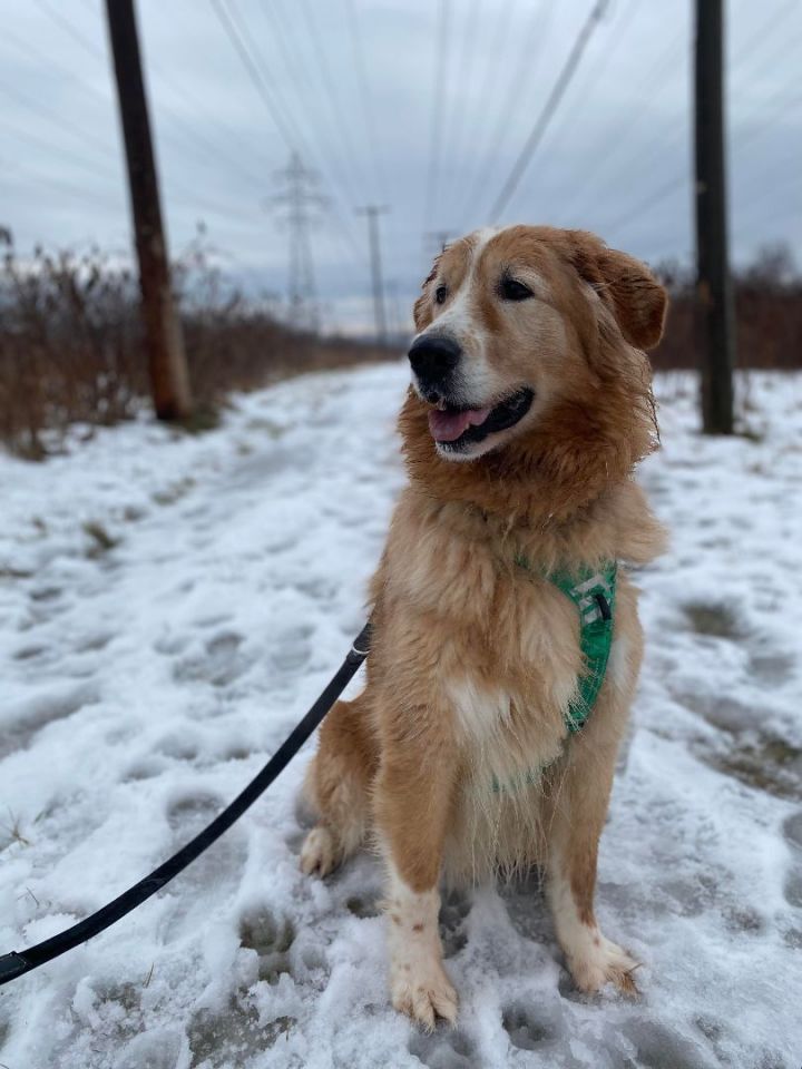 Bernese mountain dog and golden store retriever mix