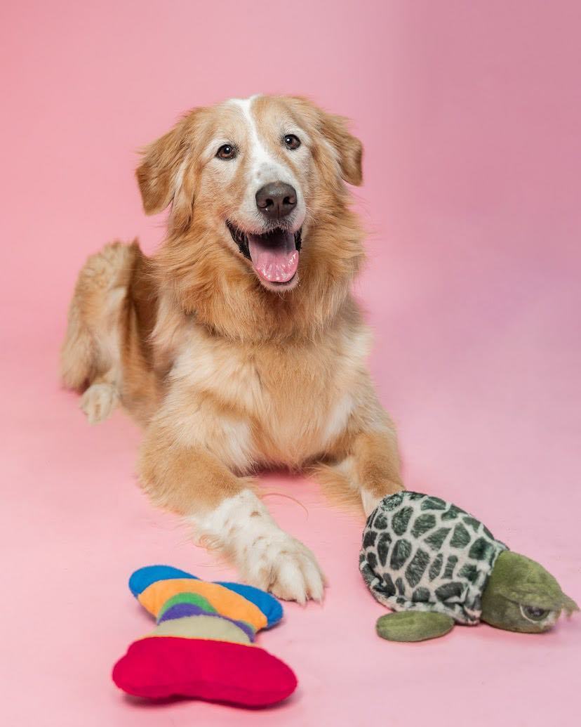 Buddy, an adoptable Golden Retriever, Bernese Mountain Dog in Laval, QC, H7S 1P7 | Photo Image 6