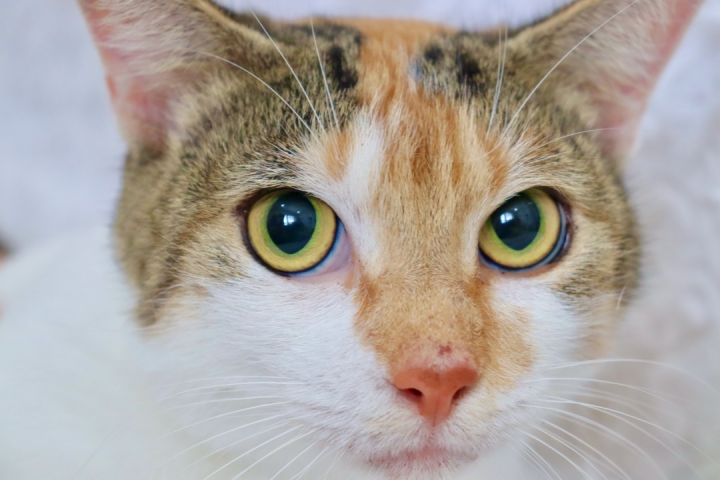 Polly, an adoptable Calico & Domestic Short Hair Mix in Saint Augustine, FL_image-2