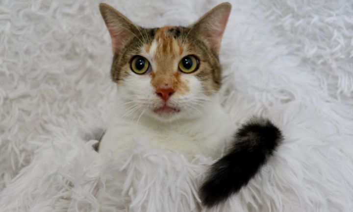 Polly, an adoptable Calico & Domestic Short Hair Mix in Saint Augustine, FL_image-5