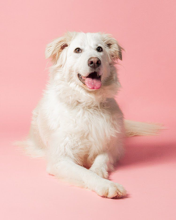 Zoé, an adoptable Great Pyrenees in Laval, QC, H7S 1P7 | Photo Image 2