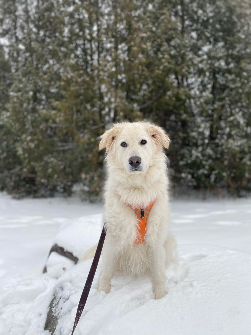 Zoé, an adoptable Great Pyrenees in Laval, QC, H7S 1P7 | Photo Image 4