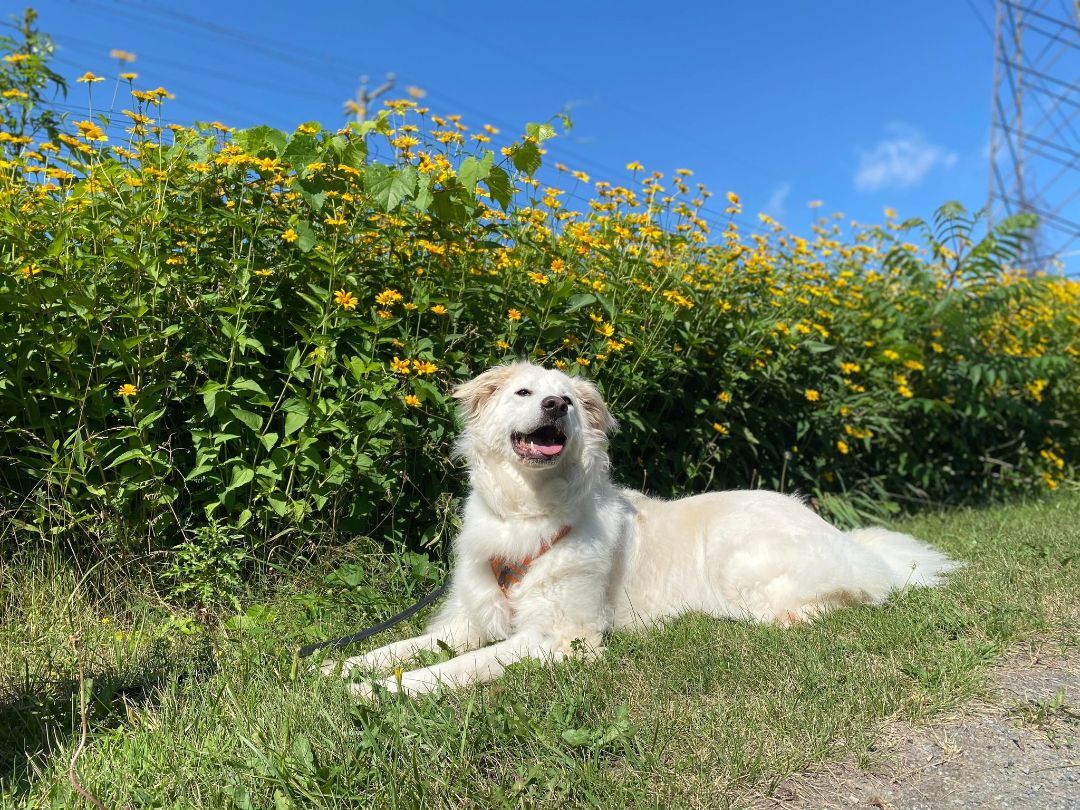 Zoé, an adoptable Great Pyrenees in Laval, QC, H7S 1P7 | Photo Image 5