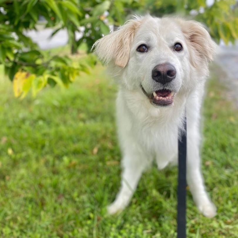 Zoé, an adoptable Great Pyrenees in Laval, QC, H7S 1P7 | Photo Image 1