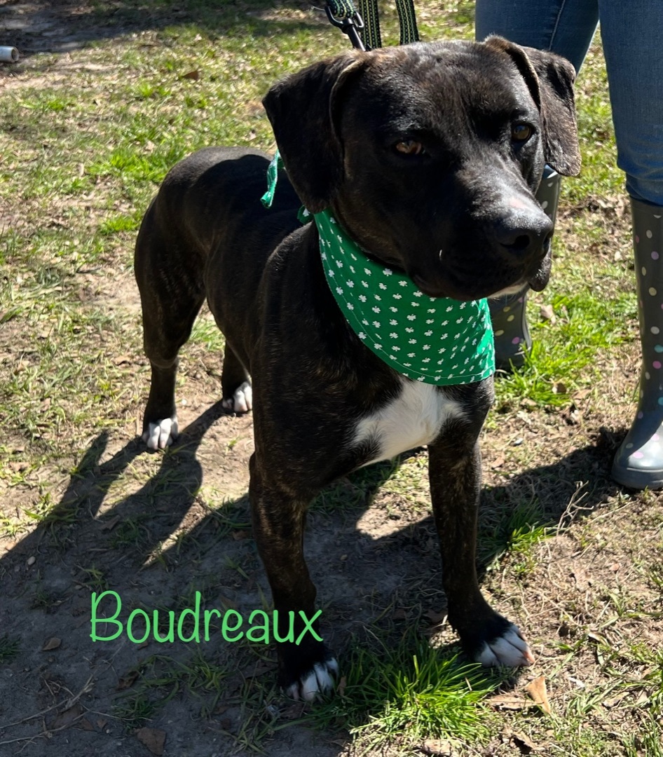 Boudreaux, an adoptable Pit Bull Terrier in Wiggins, MS, 39577 | Photo Image 2