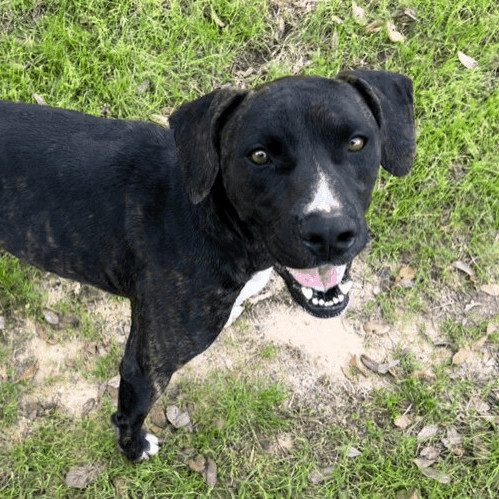 Dog for adoption - Boudreaux, a Pit Bull Terrier Mix in Wiggins, MS ...