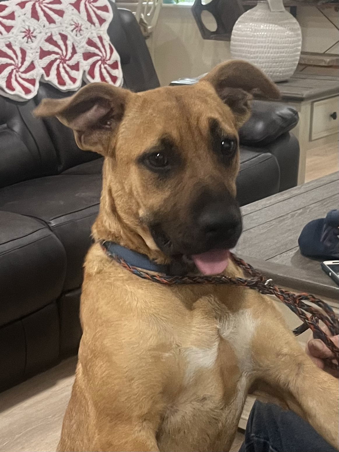 Bonnie, an adoptable Black Mouth Cur, Boxer in Slidell, LA, 70469 | Photo Image 1