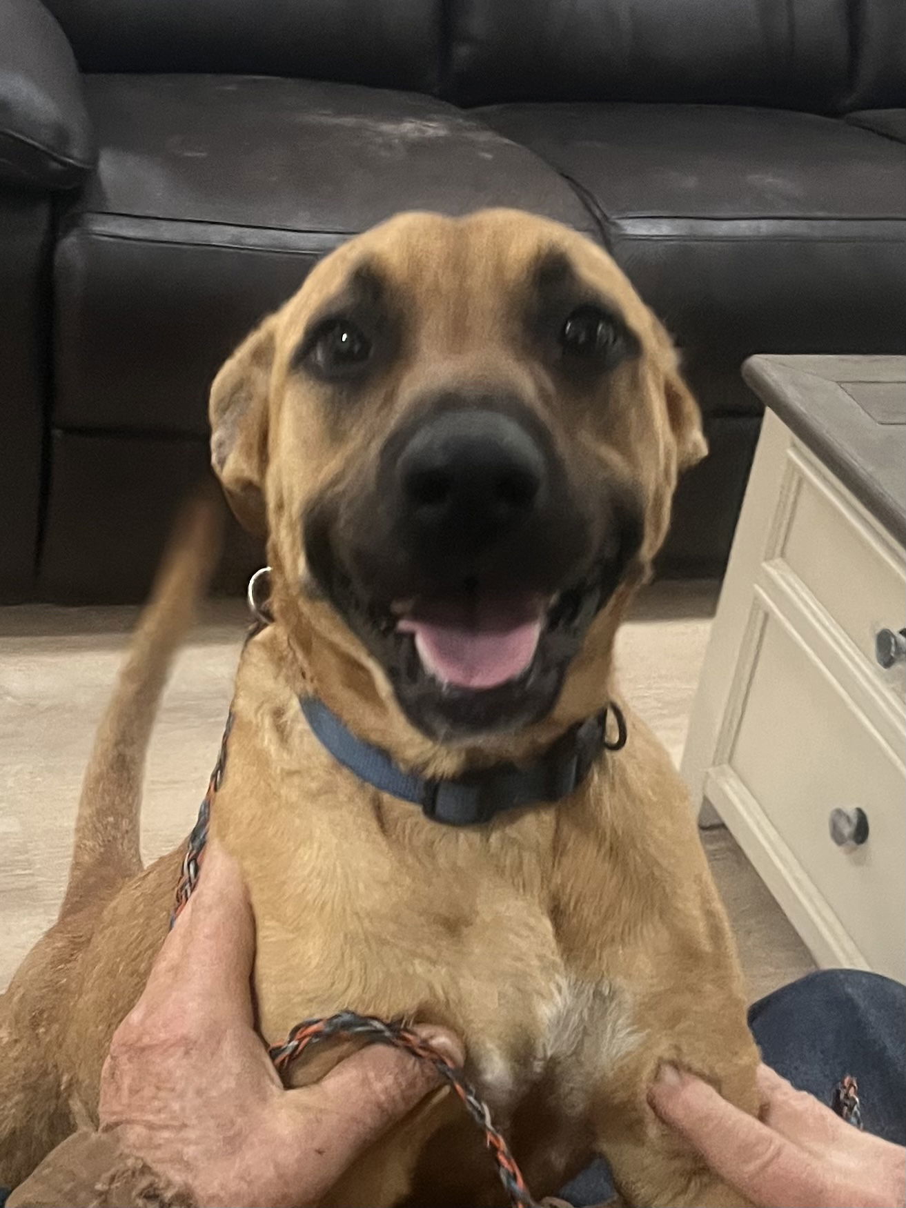 Bonnie, an adoptable Black Mouth Cur, Boxer in Slidell, LA, 70469 | Photo Image 2