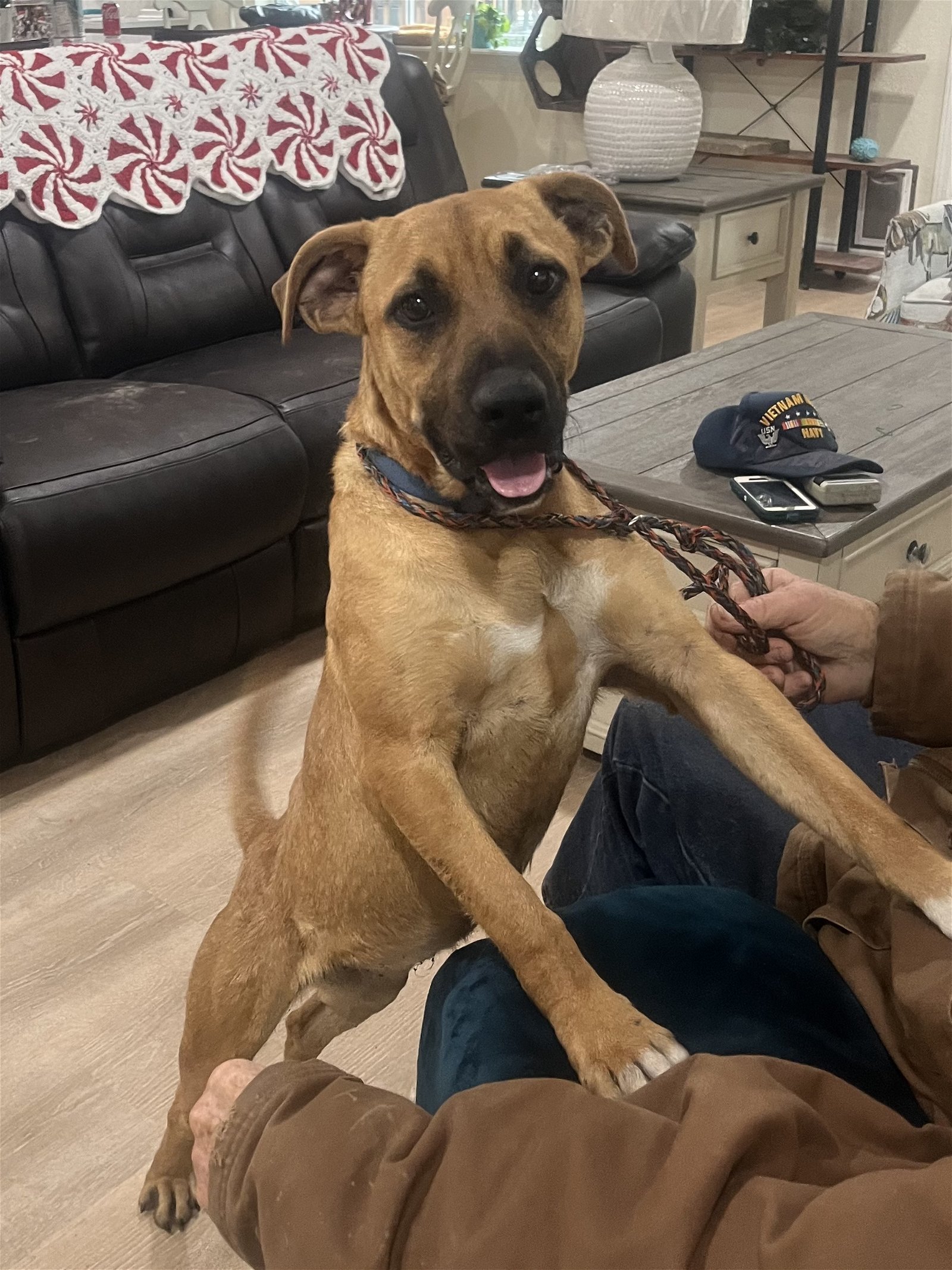 Bonnie, an adoptable Black Mouth Cur, Boxer in Slidell, LA, 70469 | Photo Image 3