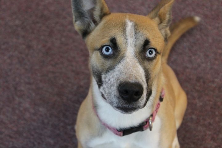 Bonnie, an adoptable Husky Mix in Jamestown, CA_image-1