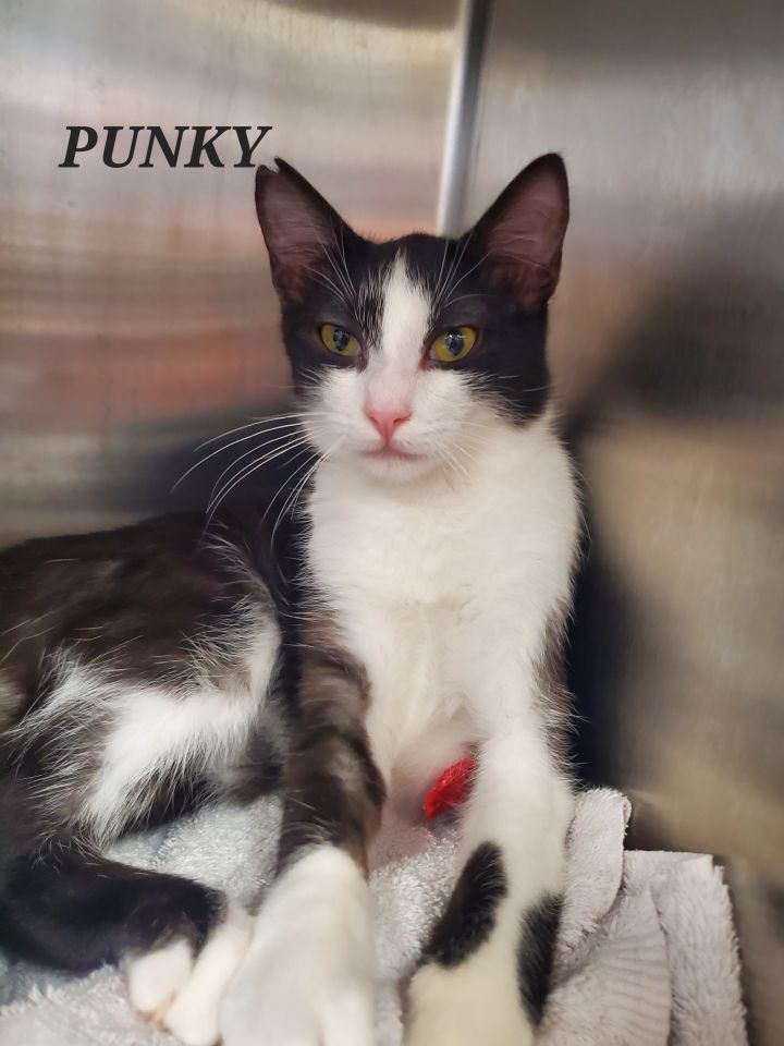 Punky, an adoptable Domestic Short Hair Mix in Honolulu, HI_image-1