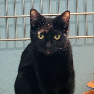 This striking little boy is named Onyx He is a male DSH about 1 year old and he runs the