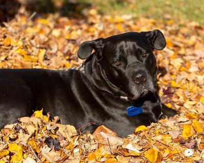 Kendra, an adoptable Boxer & Labrador Retriever Mix in Newark, OH_image-1