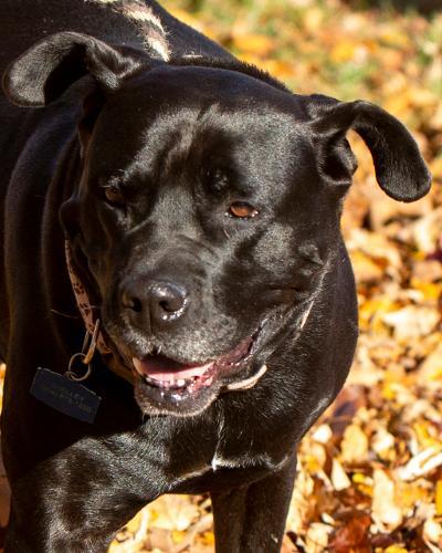 Kendra, an adoptable Boxer & Labrador Retriever Mix in Newark, OH_image-2
