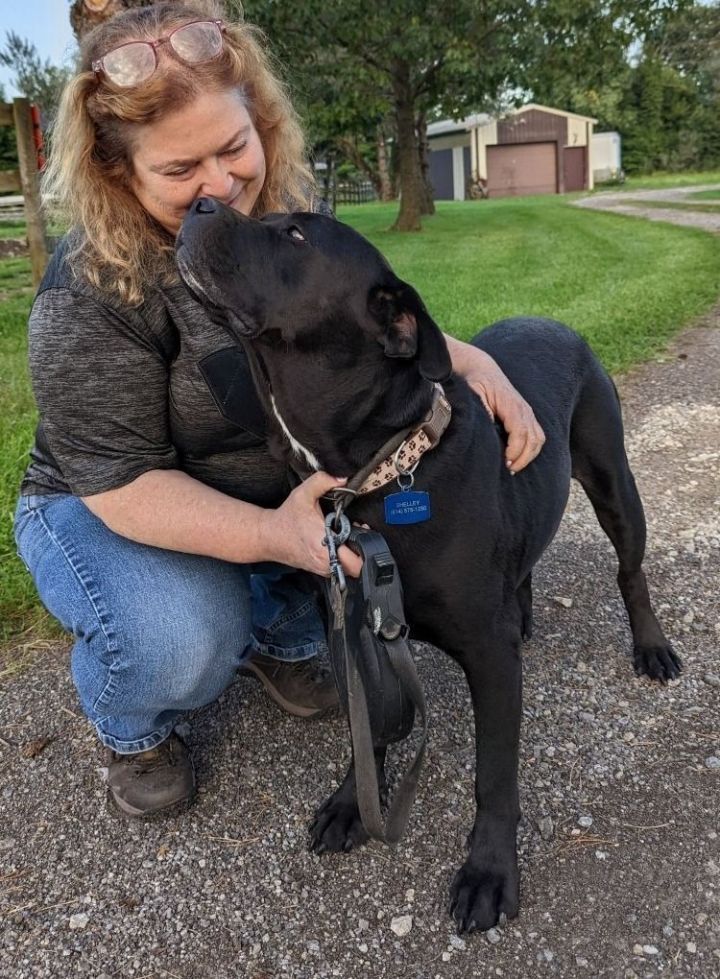 Kendra, an adoptable Boxer & Labrador Retriever Mix in Newark, OH_image-4