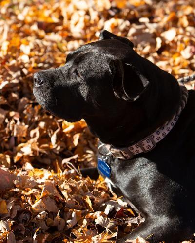 Kendra, an adoptable Boxer & Labrador Retriever Mix in Newark, OH_image-5