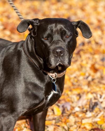 Kendra, an adoptable Boxer & Labrador Retriever Mix in Newark, OH_image-6