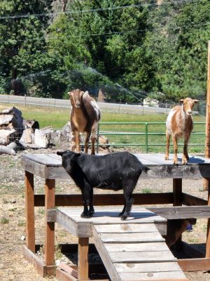 Dozer, Splashy and Cougar