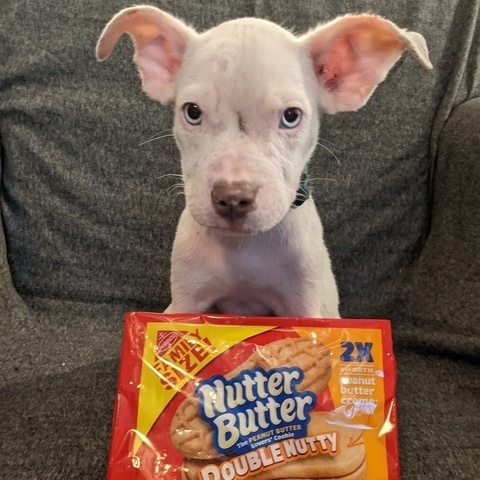 Nutter Butter (Cookie Canines)