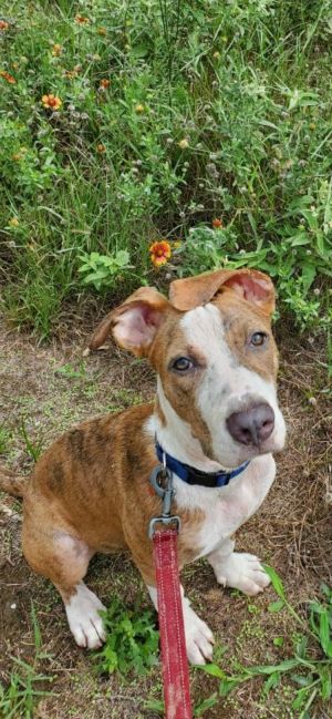 twin falls animal shelter adoptable dogs