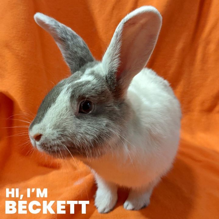 Beckett, an adoptable Harlequin Mix in Erie, PA_image-1