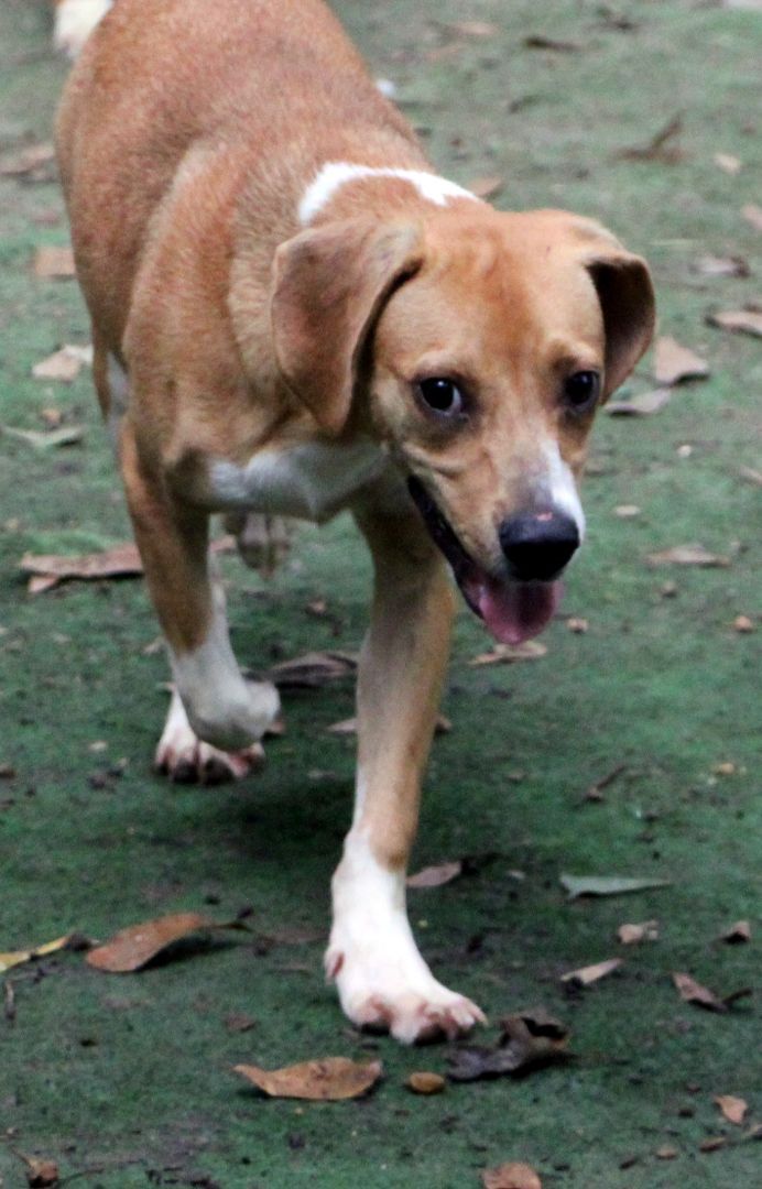 Bailey, an adoptable Beagle in Amston, CT, 06231 | Photo Image 1