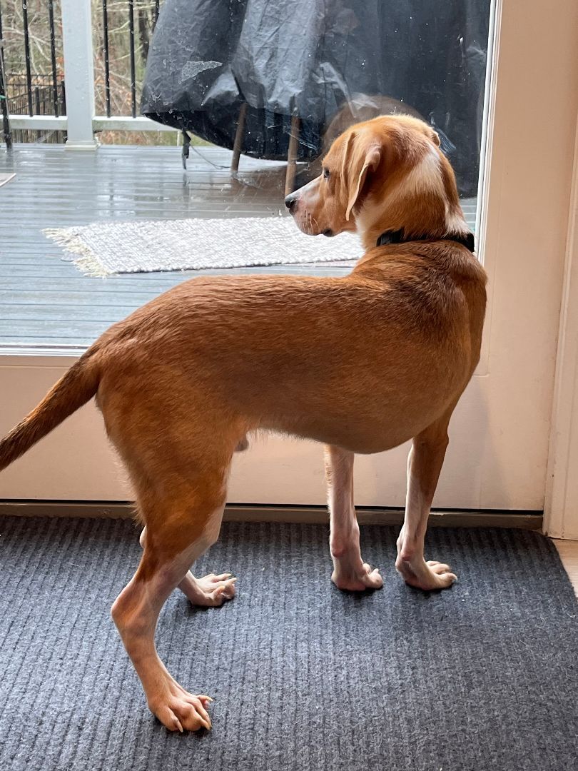 Bailey, an adoptable Beagle in Amston, CT, 06231 | Photo Image 2