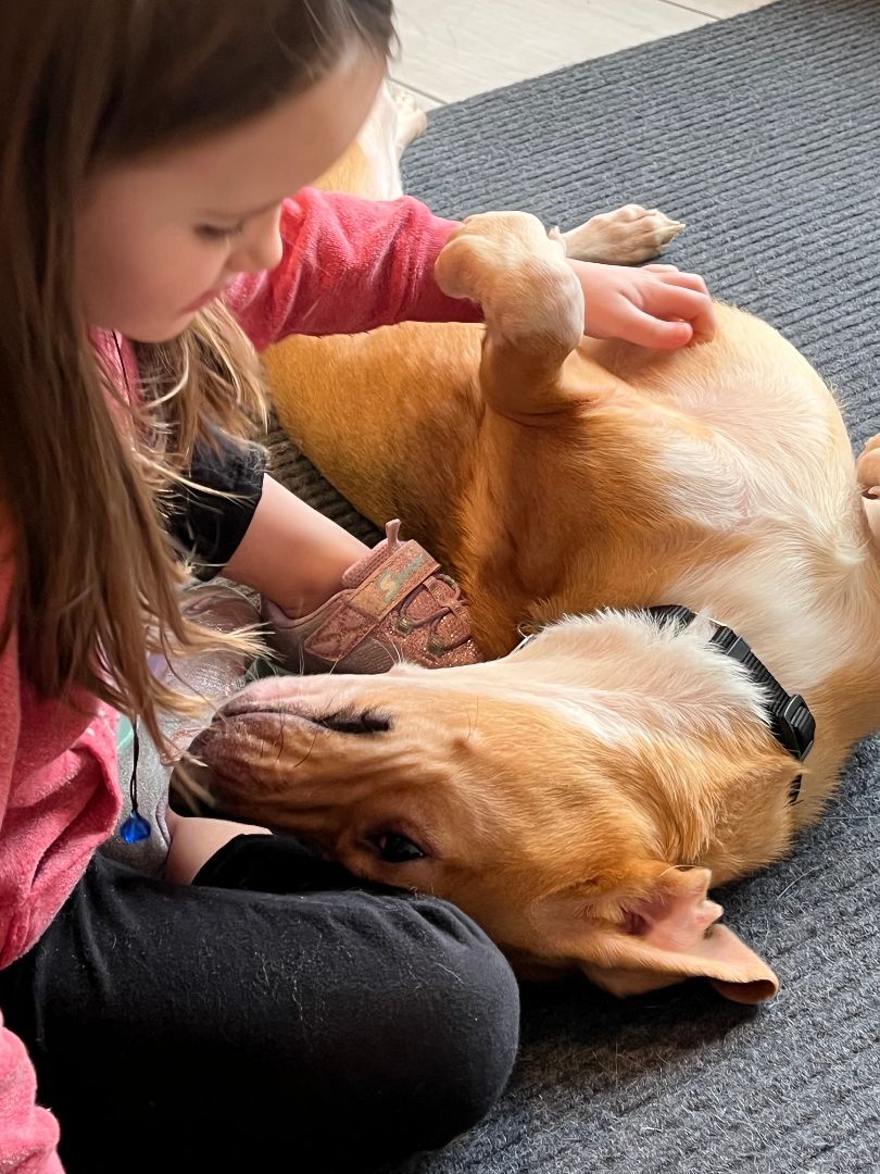 Bailey, an adoptable Beagle in Amston, CT, 06231 | Photo Image 3